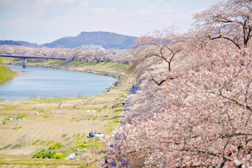 一目千本桜(宮城県)