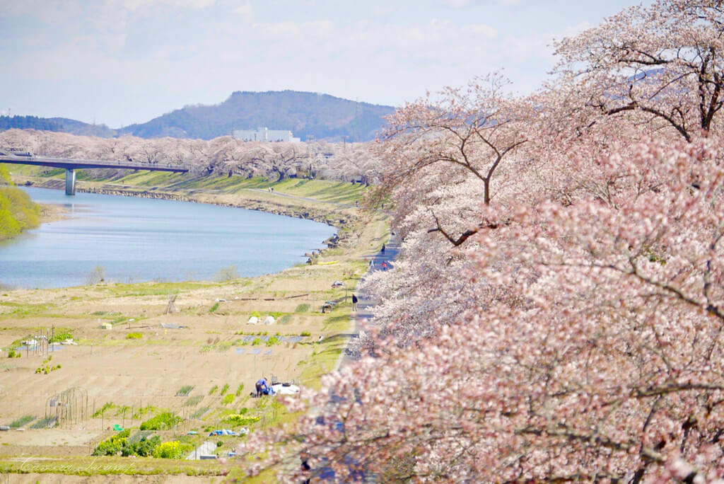 一目千本桜(宮城県)