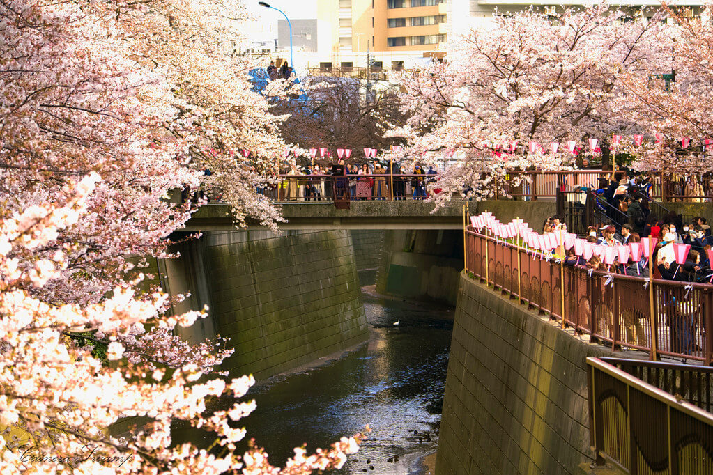 目黒川(東京都)