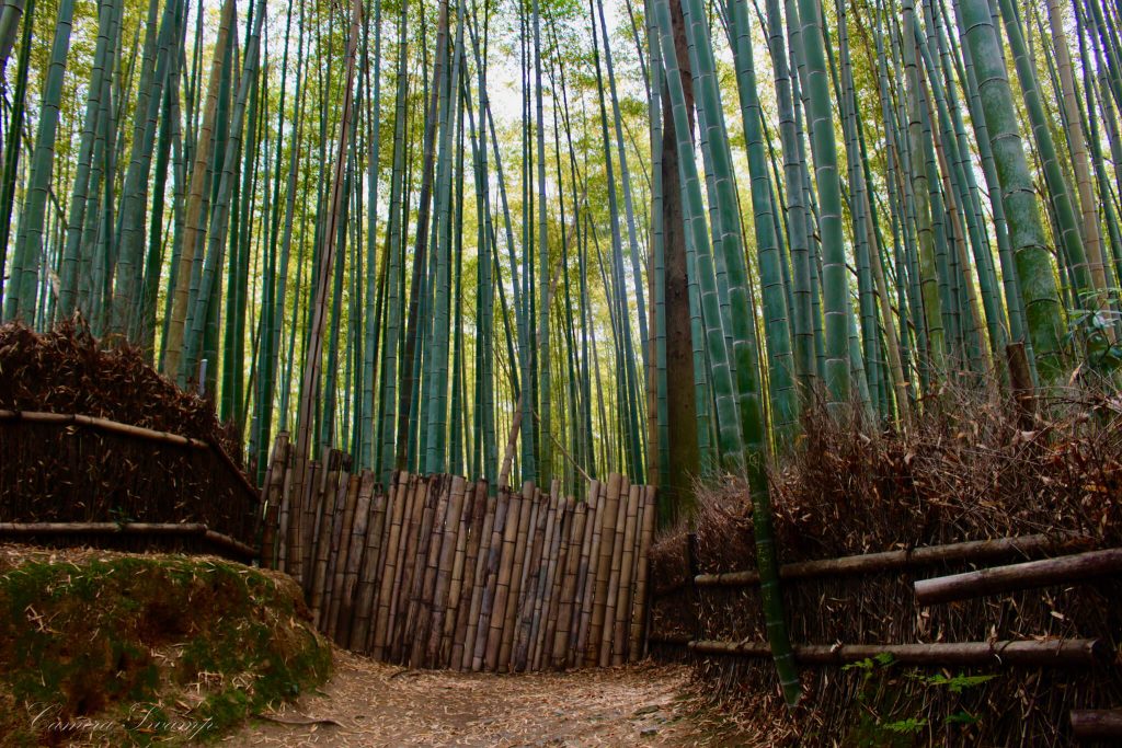 嵯峨野 竹林の道