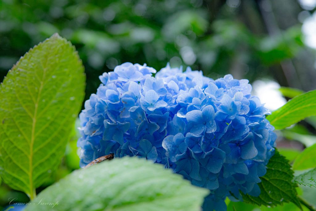 明月院(あじさい寺) 青の紫陽花その2