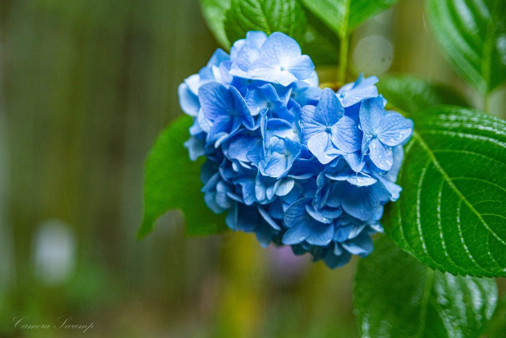 明月院(あじさい寺) 青の紫陽花その４