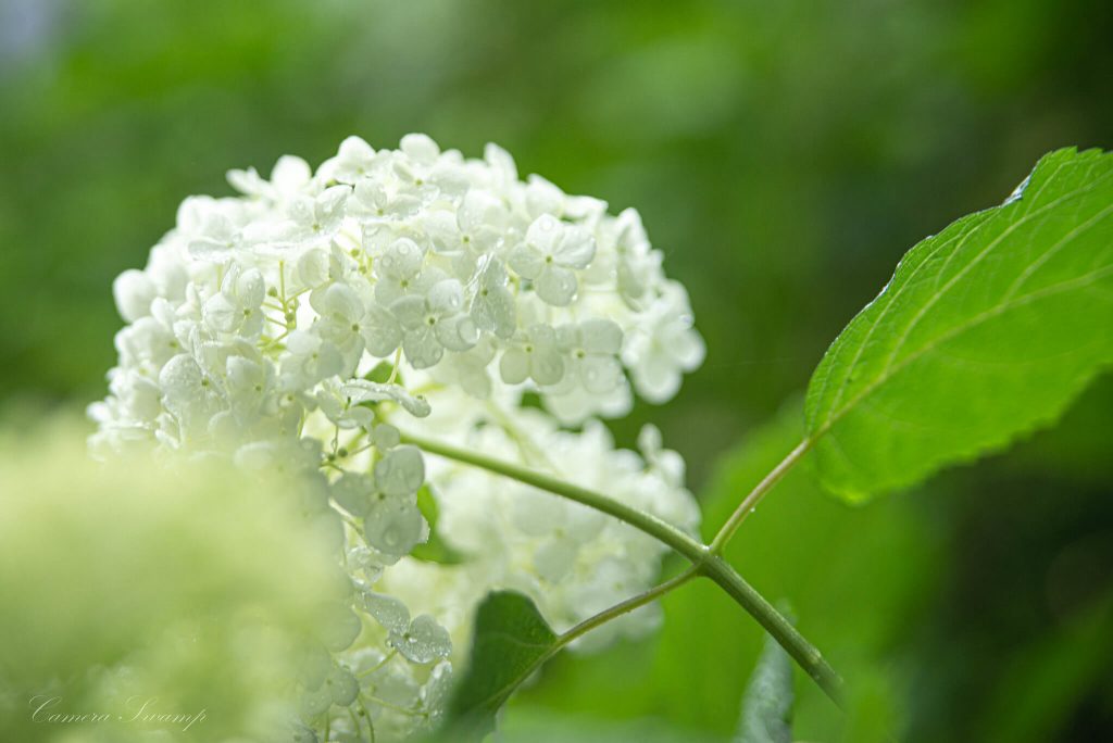 明月院(あじさい寺) 白の紫陽花