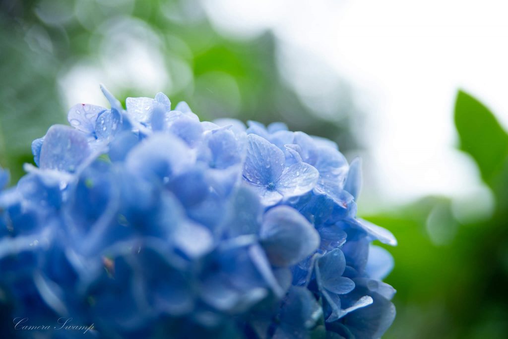 明月院(あじさい寺) 青の紫陽花その３