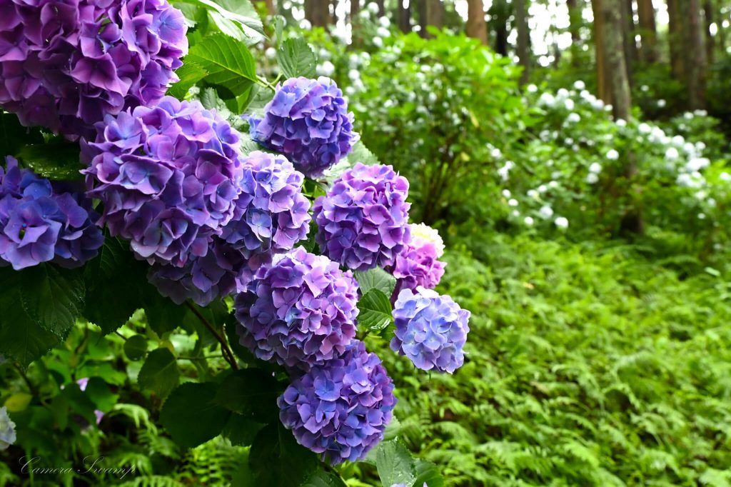 服部農園あじさい屋敷 紫の紫陽花