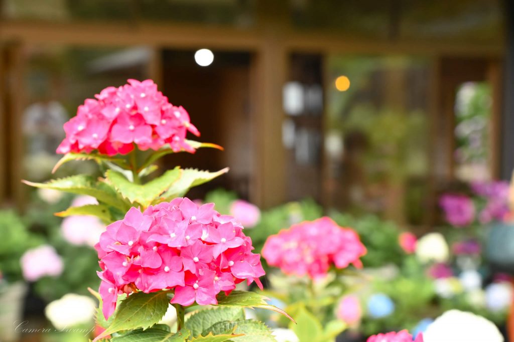 服部農園あじさい屋敷 ピンクの紫陽花