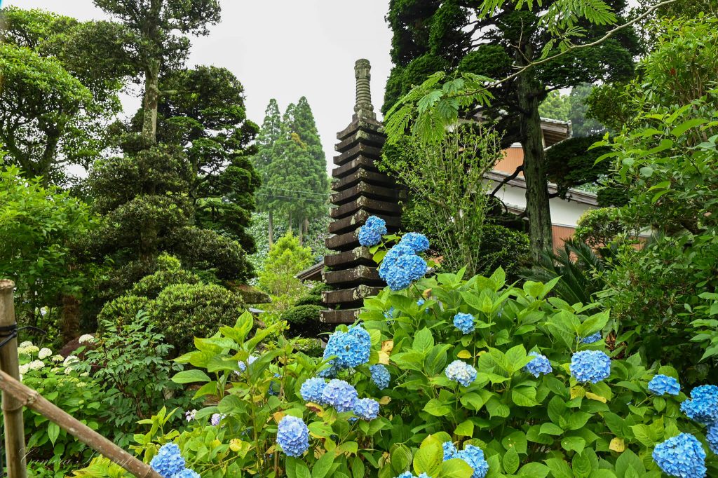 服部農園あじさい屋敷 紫陽花と塔