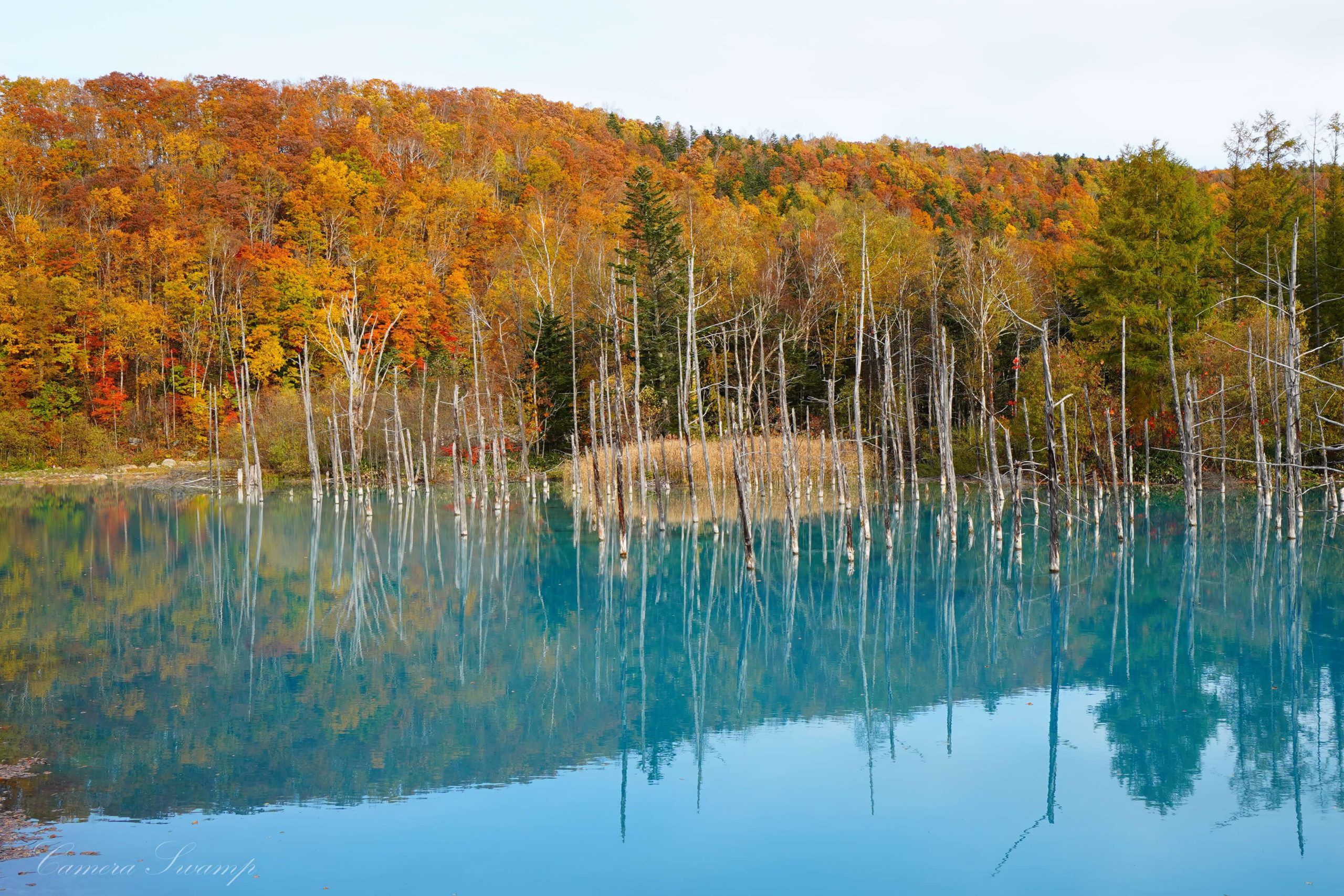 北海道と言えばここ 美瑛 青い池と白ひげの滝の紅葉を紹介 カメラのぬま