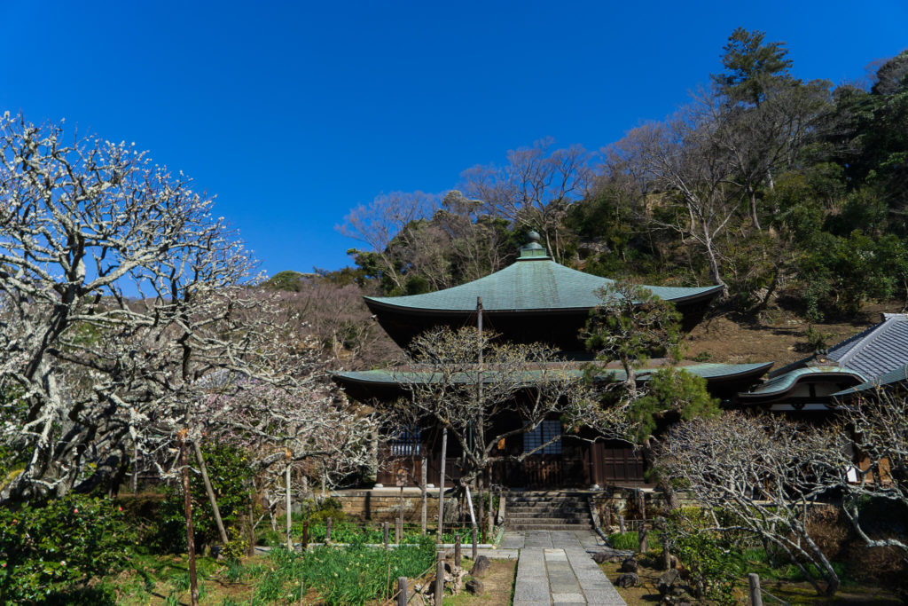 瑞泉寺　本堂と梅