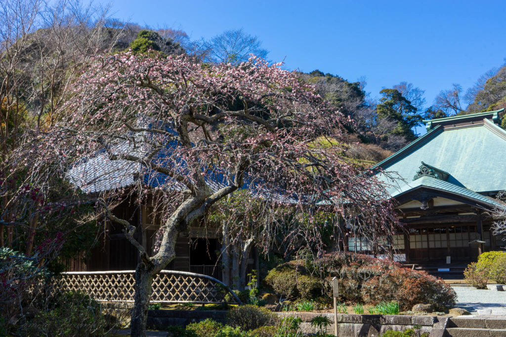 海蔵寺　枝垂れ梅