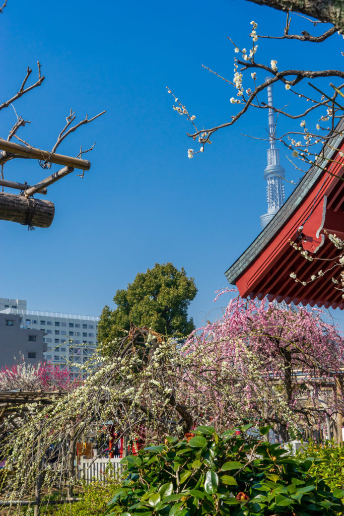 亀戸天神社とスカイツリーと梅