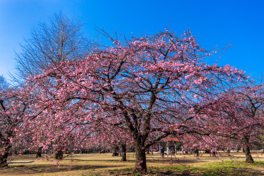 代々木公園　水景施設付近　河津桜