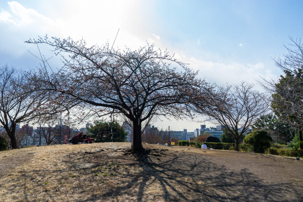 西郷山公園　山頂　河津桜