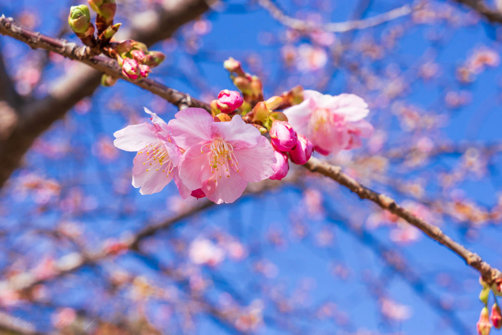 西郷山公園　山頂　河津桜　五分咲き