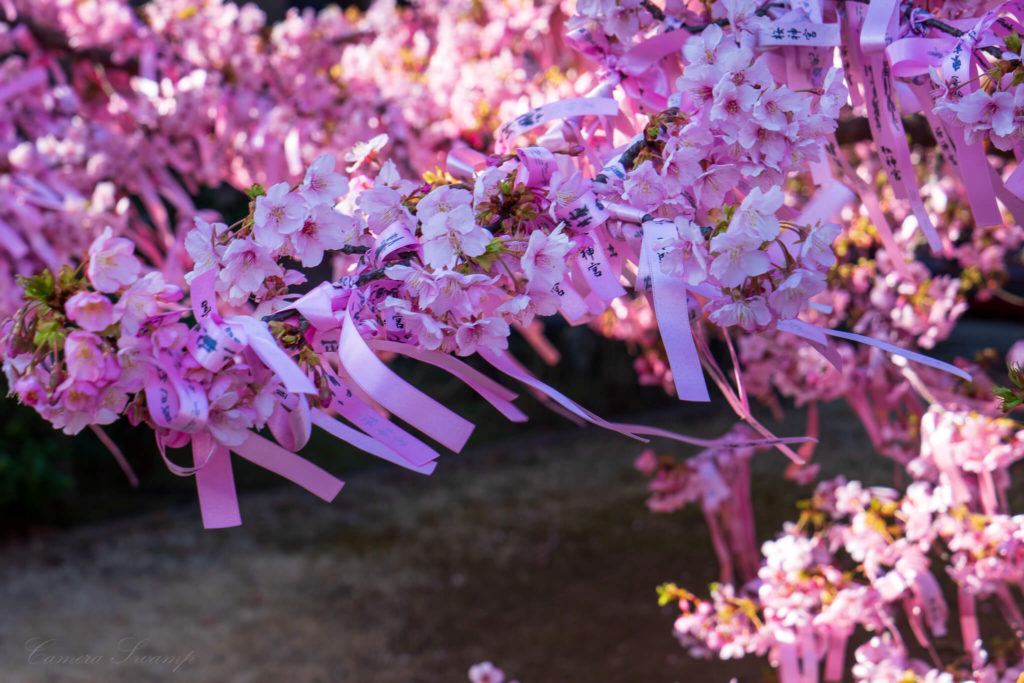 桜神宮　河津桜　えんむすびの木