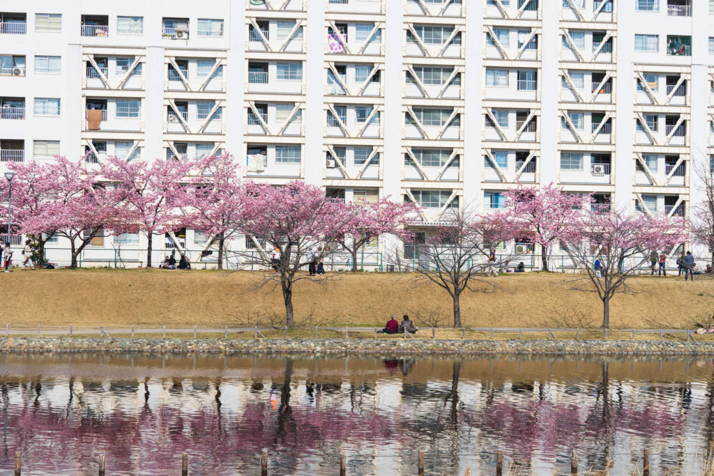 旧中川沿い河川敷の河津桜